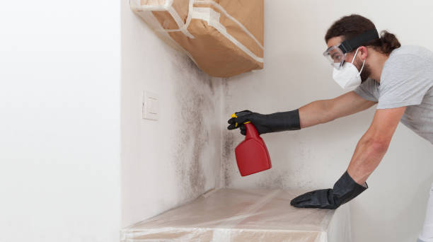 Basement Mold Remediation treatment on basement walls in Liverpool